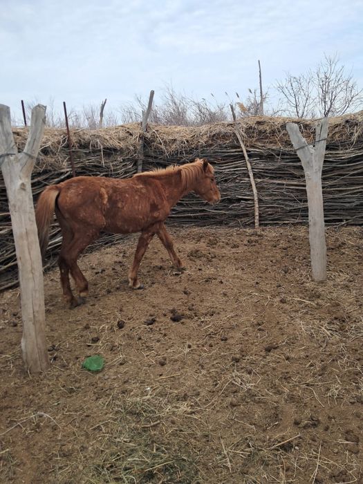 Құнажын байтал сатылады