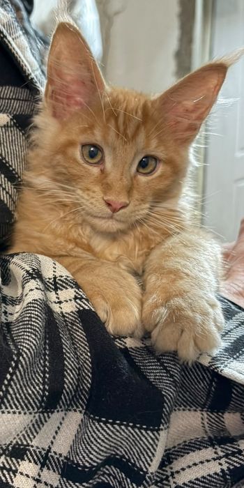 Котята породы Мейнкун