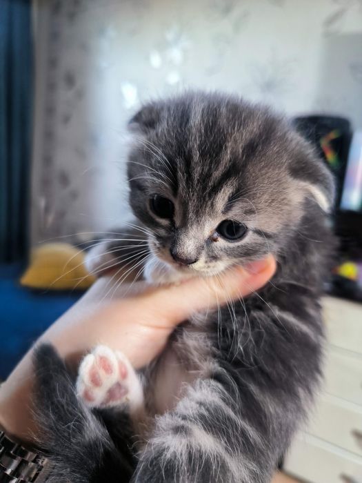 Продам шотландских котят