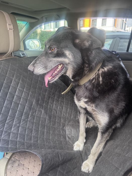 Отдам собаку даром