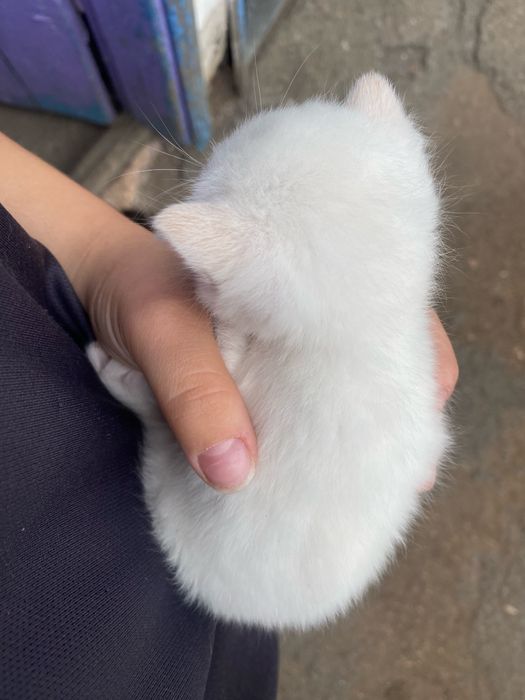 Котик с голубыми глазами мальчик