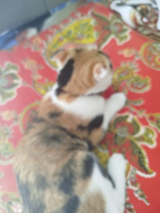 Отдам кошку бесплатно