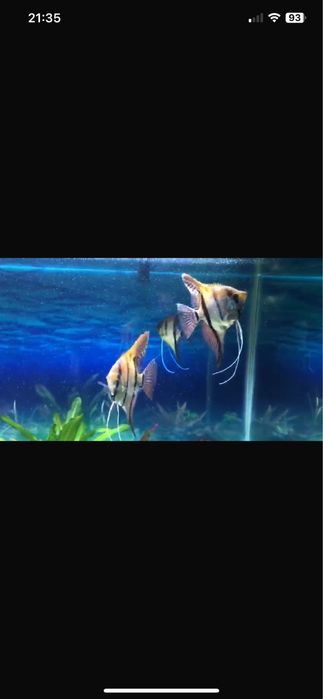 Аквариумные рыбы срочно!