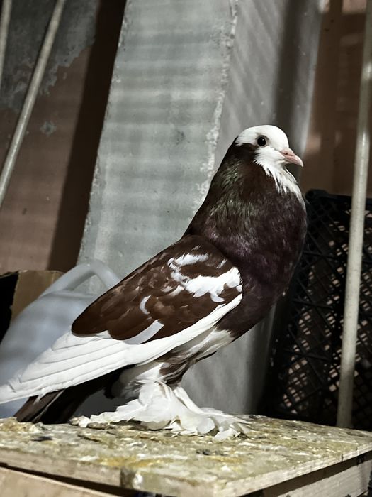 Голубь дутыш (самец)