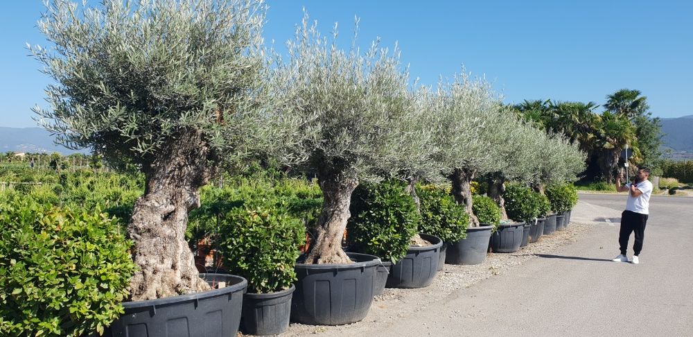 Maslin calitate extra