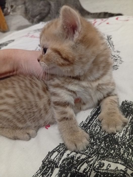 Шотландский прямоухо