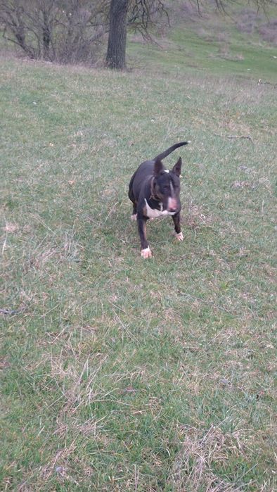 Продавам бултериер