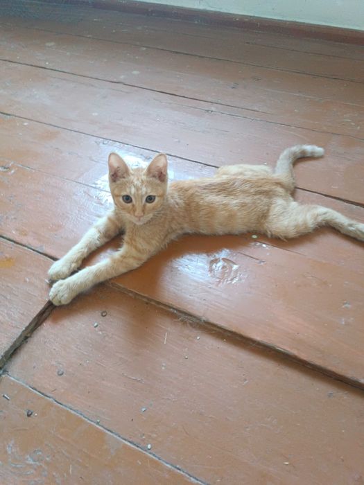 Котенок мальчик.