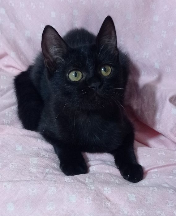 Отдам котенка в добрые руки