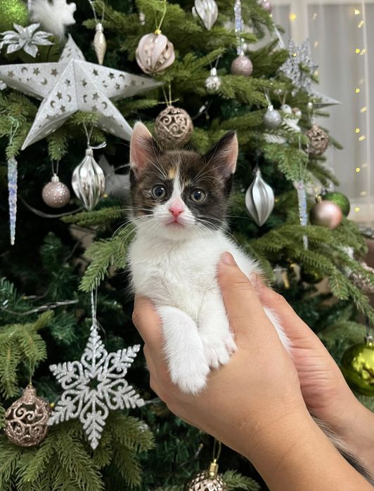 Котенок бесплатно