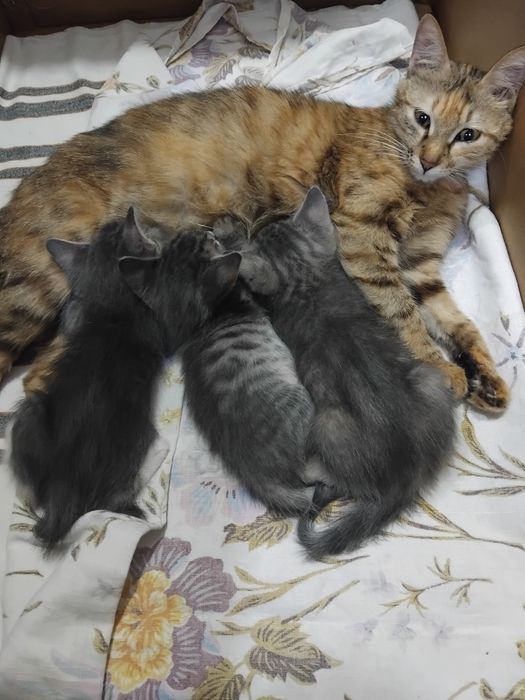 Отдам в хорошие руки котят