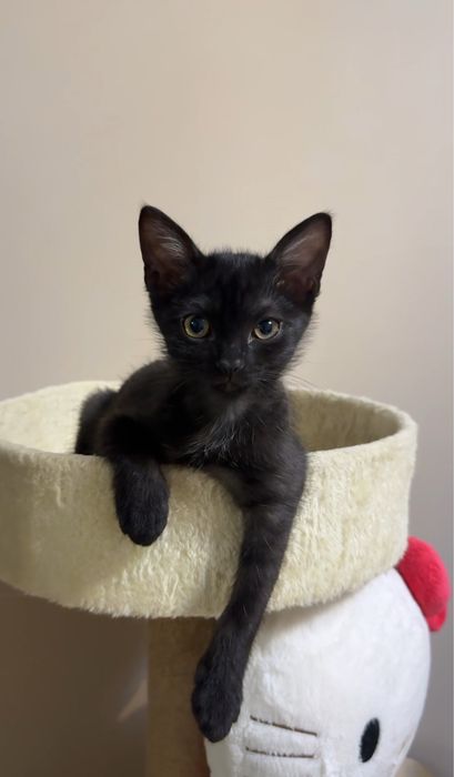 котенок ищет семью