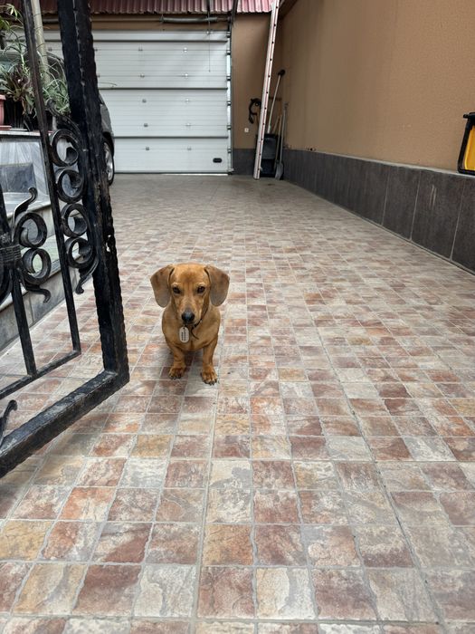 Такса ищет подругу. Вязка