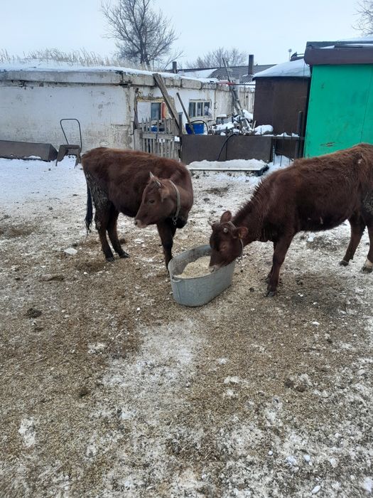 Продам тёлочек продам.