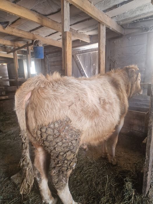 На племя стоит на откорме