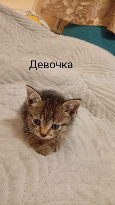 Отдам котят разных