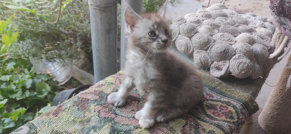 Кошечка полидакт