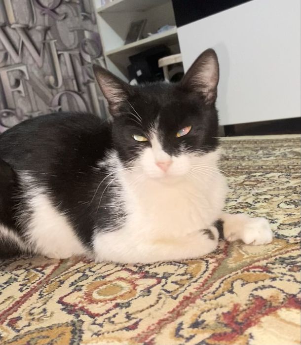 Отдам чистую кошку