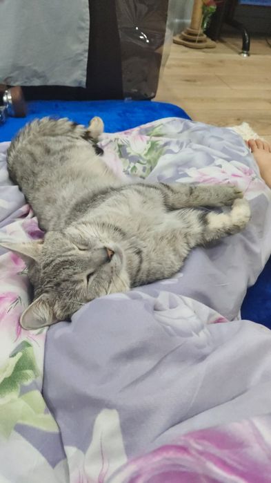 Отдам в хорошие руки