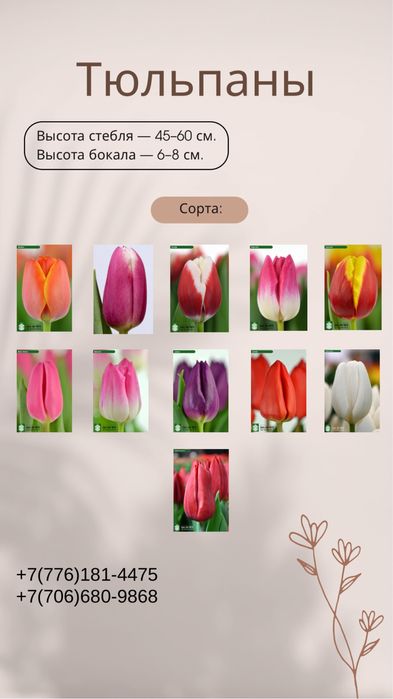 Продам тюльпаны