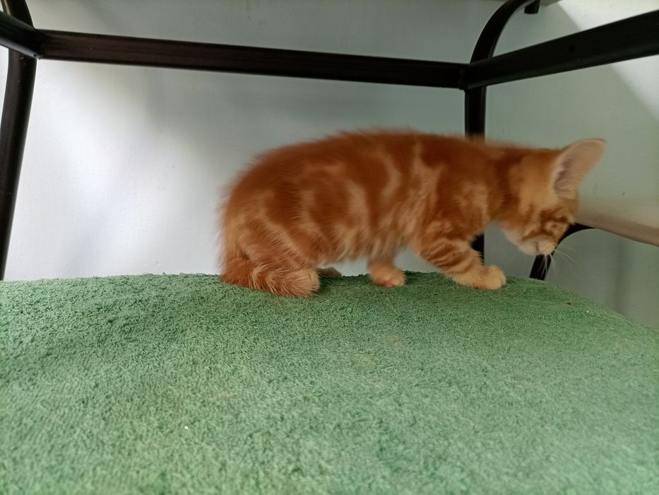 Котёнок продам продам.