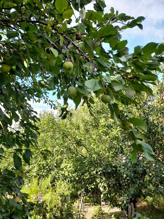 Срочно! Продам дачу! Район Бобровка