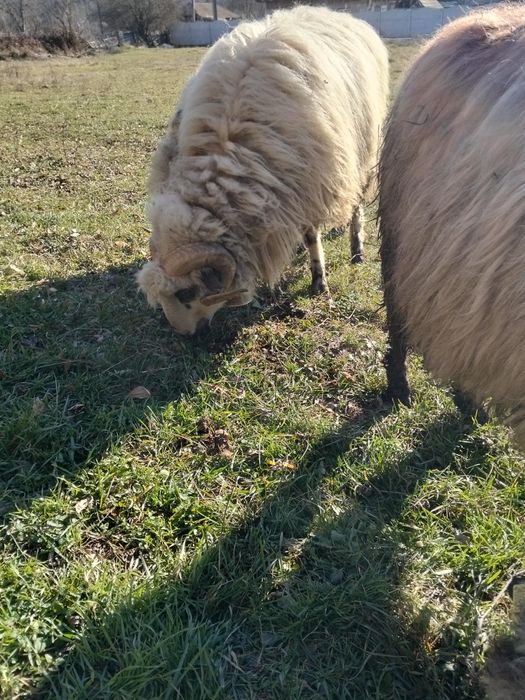 Vînd sau schimb berbec