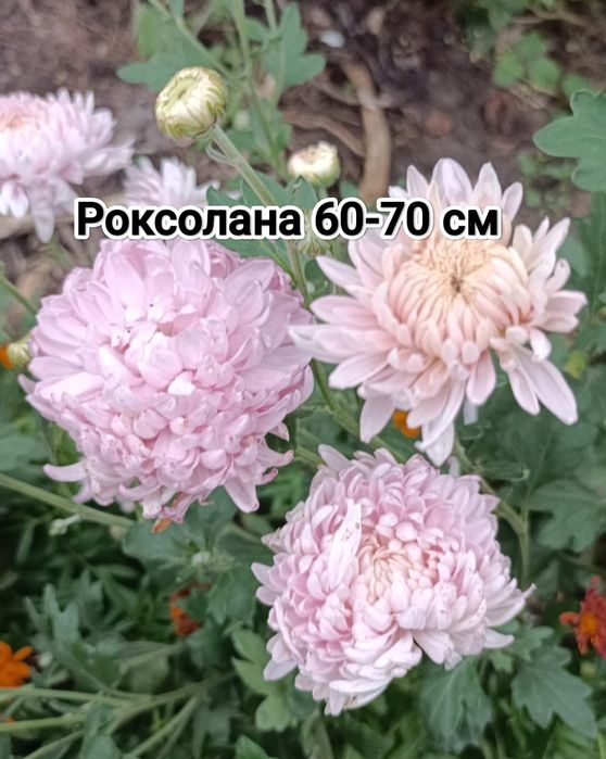 Многолетние цветы Кжби