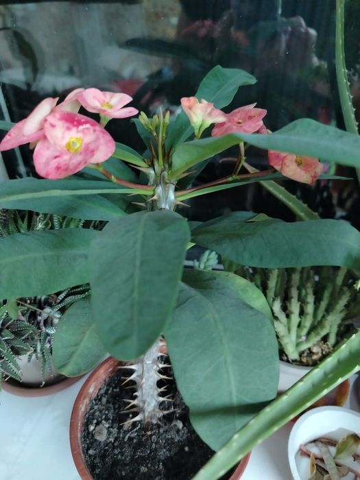 Комнатный цветок