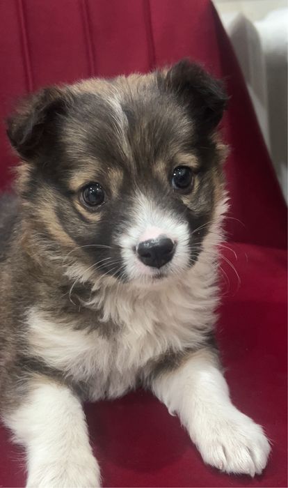 Щенок девочка 2 месяца