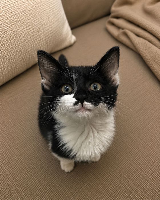 Котенок еки айлык