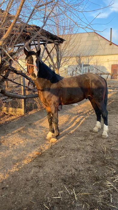 Кокпар ат жеребец