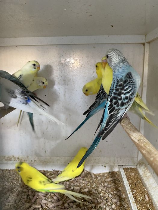 Papagali perusi, agapornisi, nimfe, micul alexandru, rosela, cantatori