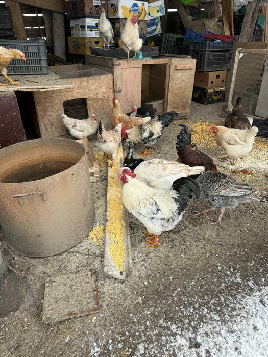 Oua  de gaina  BIO pentru incubat sau consum