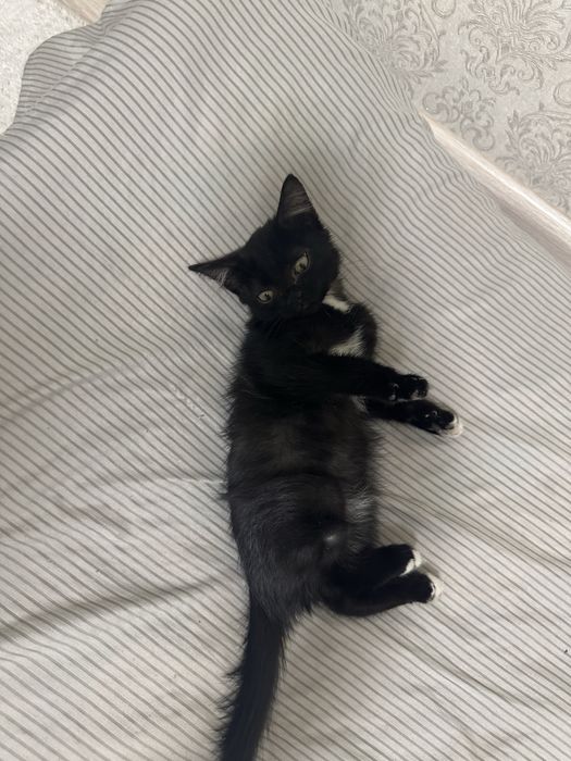 Отдам маленькое счастье в добрые руки