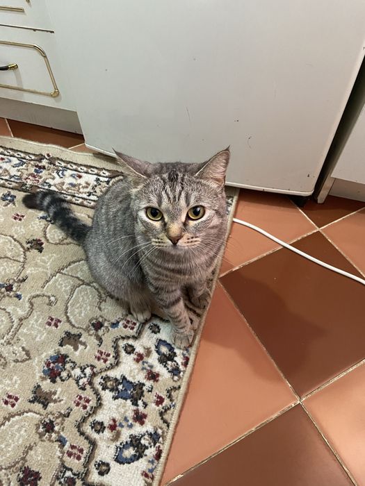 Отдам кушку в добрые руки ,3 года