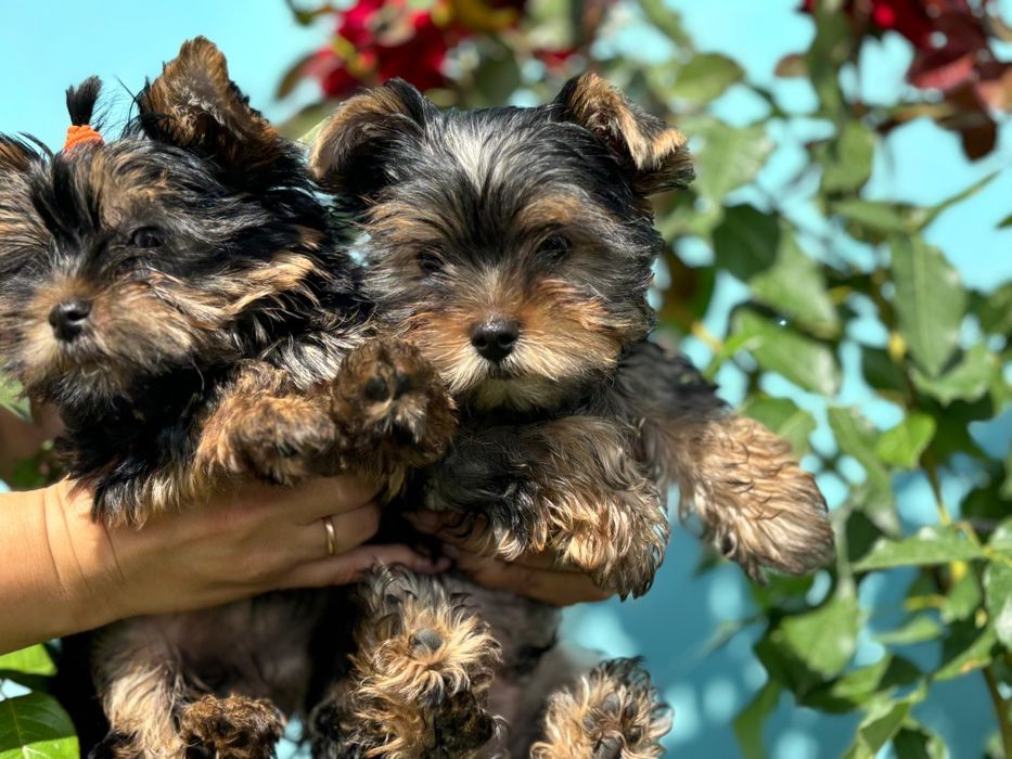 Йоркширский терьер