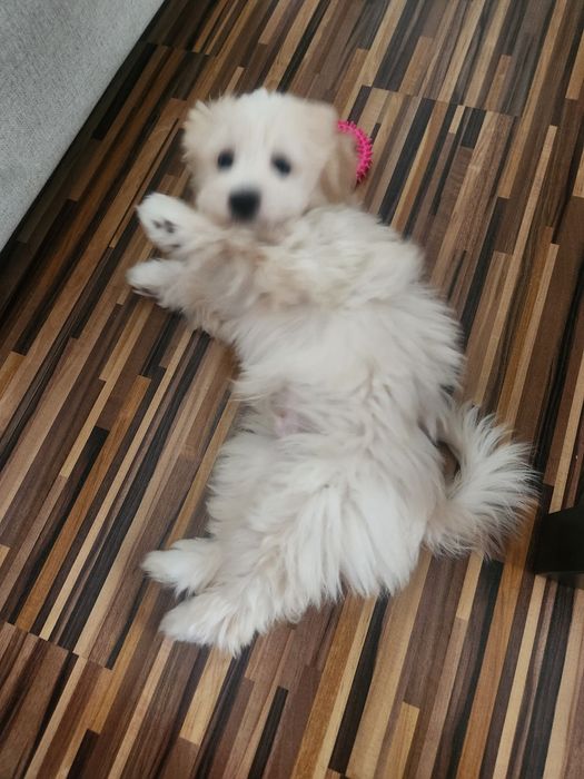 Bichon Mascul, 3 luni – cățel jucăuș și afectuos