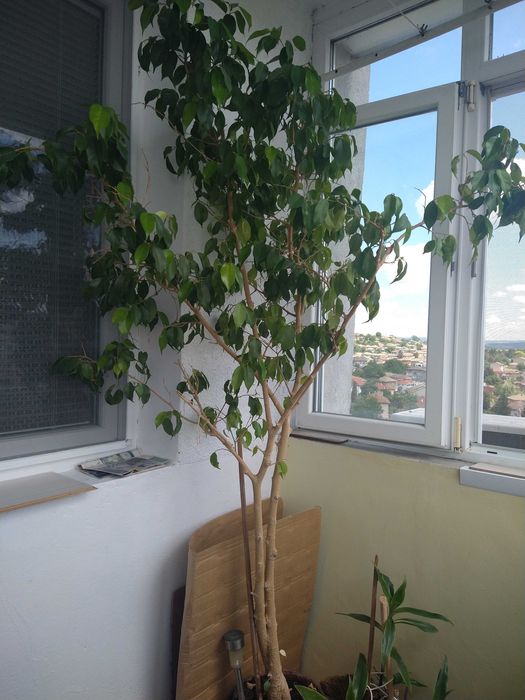 Красив -Бенджамин