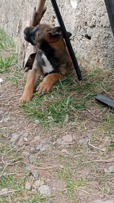 Малинуа 2 месяц щенки