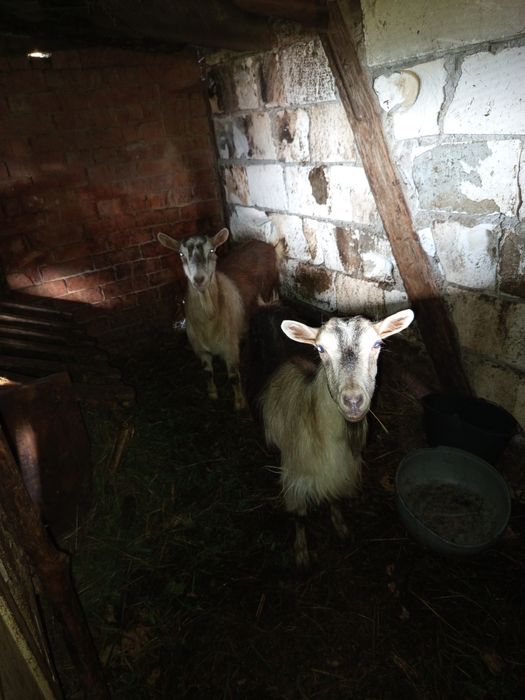 Se oferă spre vânzare Țap împreună cu capre și iezii