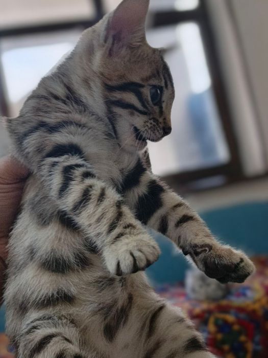Bengal  sog’lom , laqabi Tommy