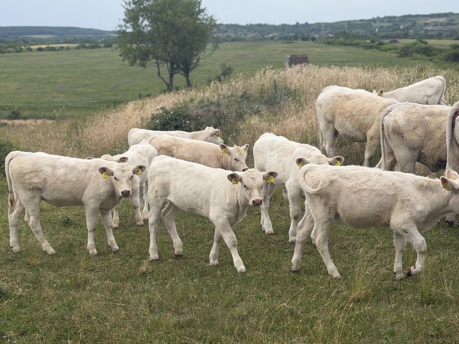Taur Monta Autorizat Charolais Homozigot fara Coarne