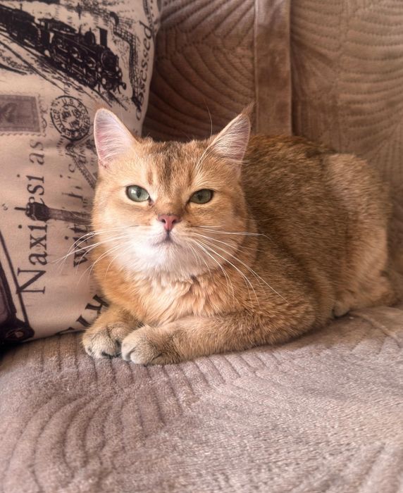 Продам кошку британскую шиншилла