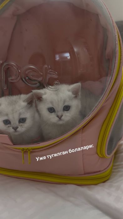 Вязка ! чистакровная Серебрестая Шиншилла  NS11 приглашаем кошек !