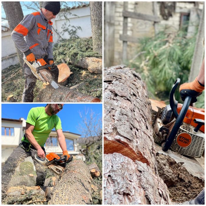 Професионално рязане на опасни дървета