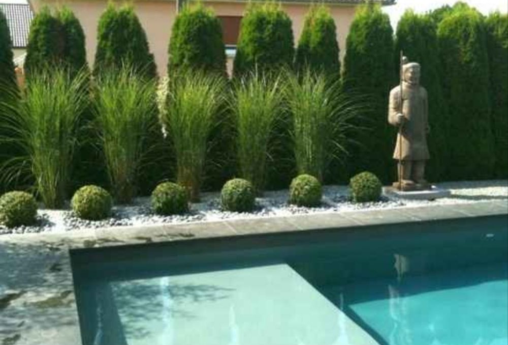 Plante mediteraneene ornamentale spații verzi, curte sau ghiveci - iarba elefantului stuf chinezesc