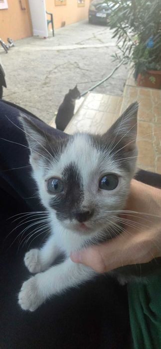 Pisoi spre adoptie