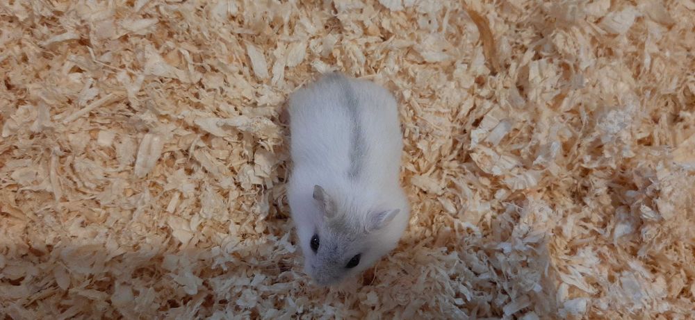Pui de hamster pitic de vânzare