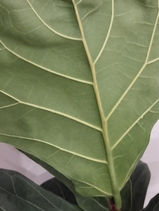 Фикус лирата с горшком